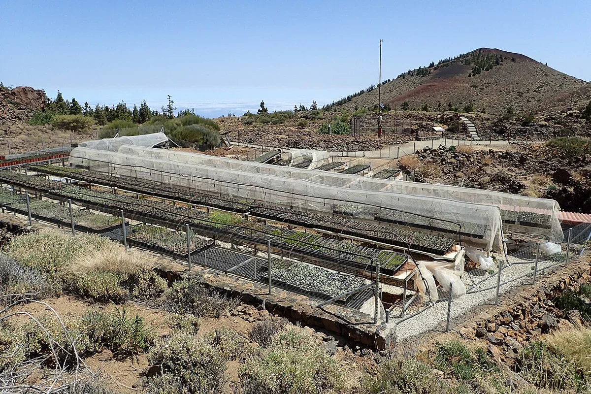 Rows of nursery trays beneath low mesh covers sit among volcanic rocks, shrubs and garden paths, with a hill beyond.