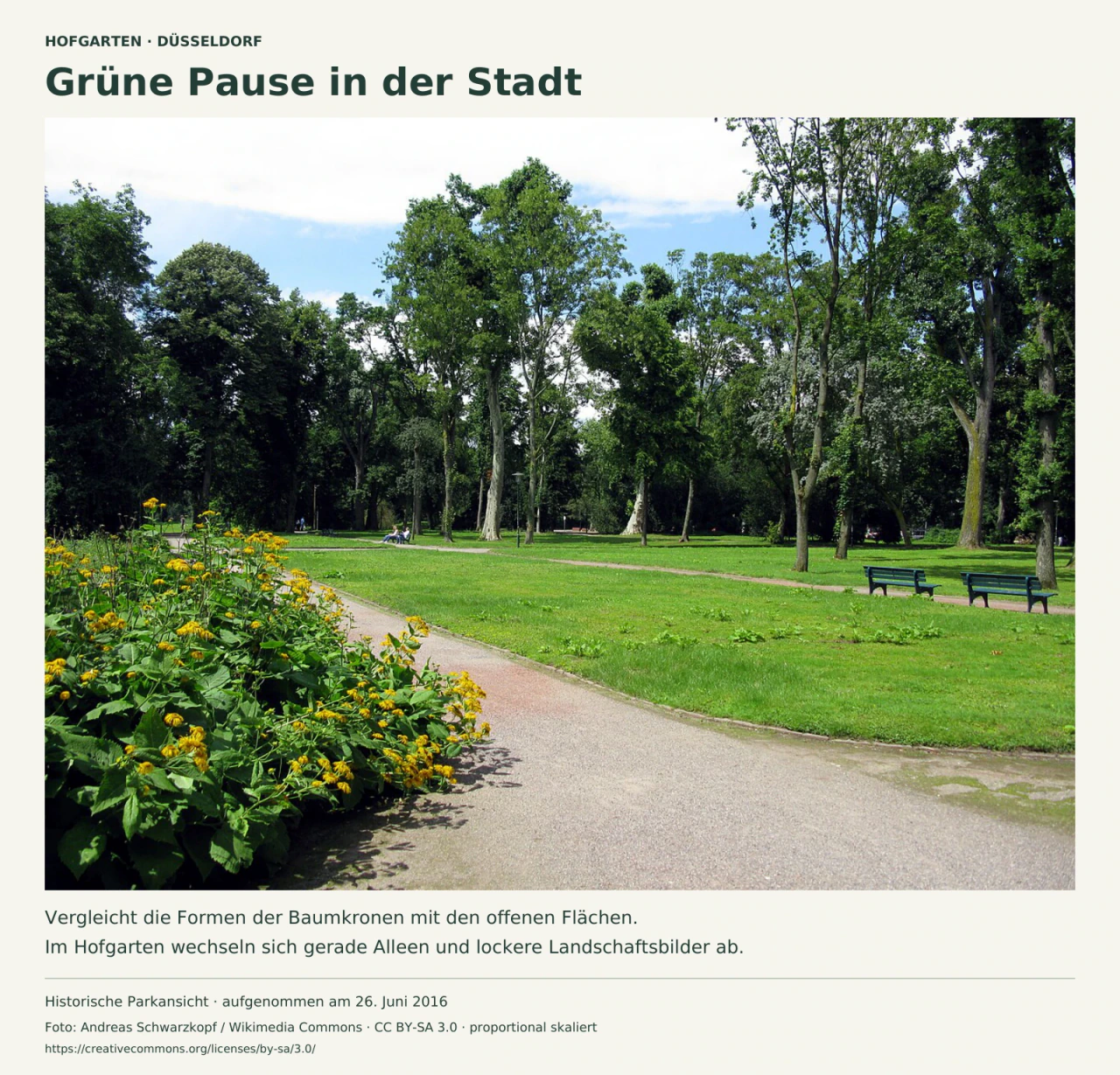 Sommerliches Foto des Hofgartens: Ein heller Weg führt an gelben Blüten vorbei zu einer Rasenfläche mit hohen, unterschiedlich geformten Bäumen und dunklen Bänken.