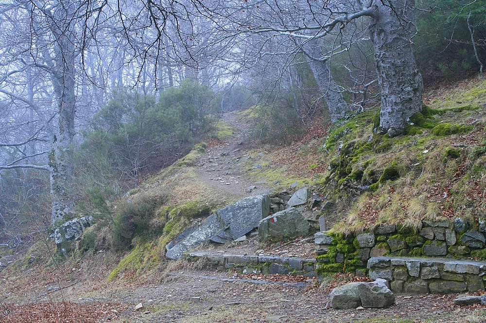 Bare beech branches arch over a rocky woodland path, with moss-covered stones, leaf litter and a low stone edge in the foreground.