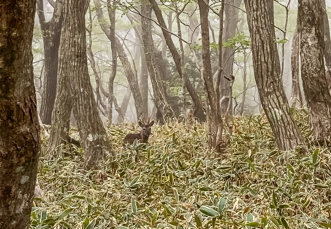 A deer stands among dense low foliage beneath tall trees in a misty forest.