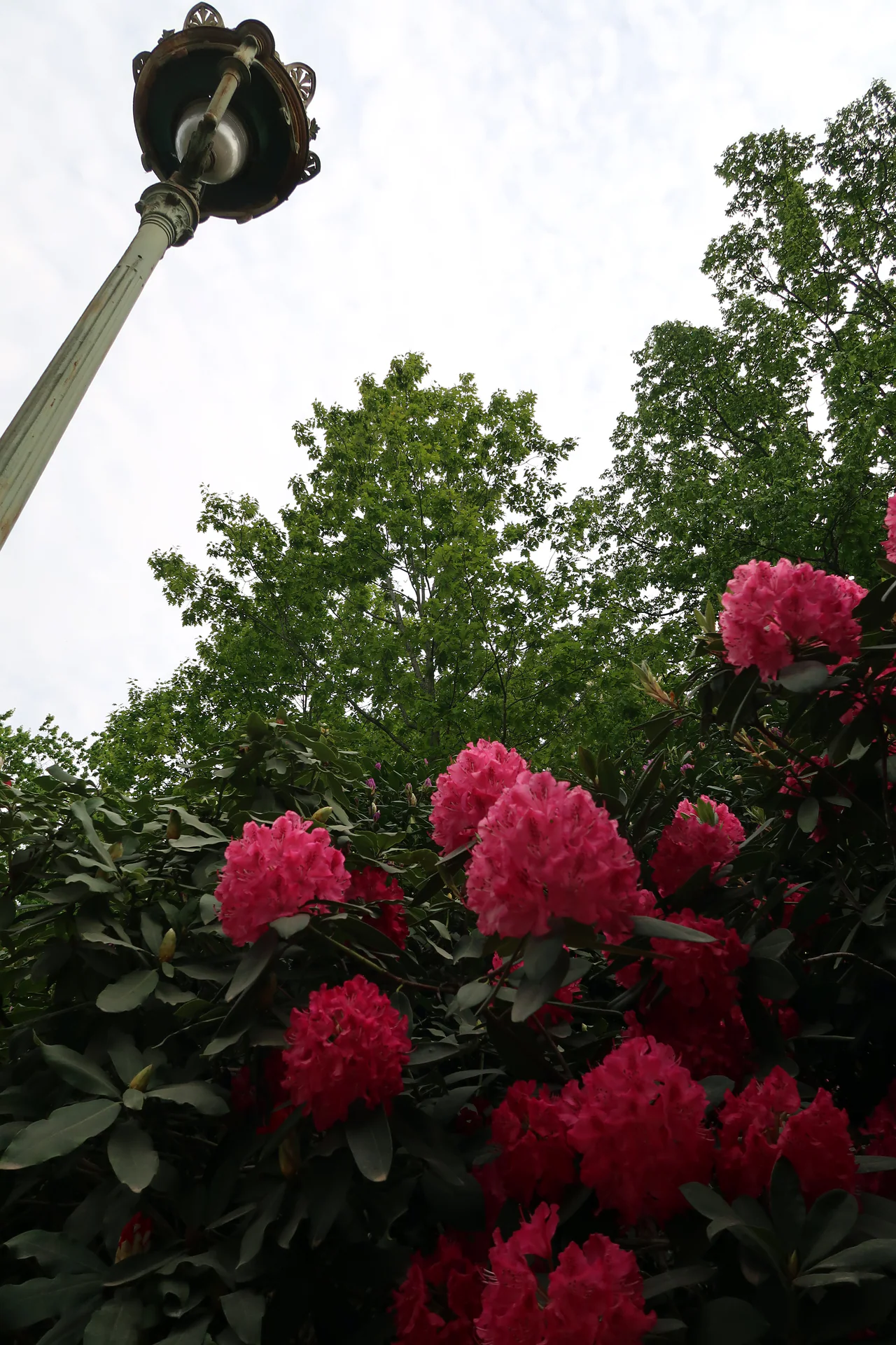 Pink flower clusters fill the lower part of an upward view, with leafy trees, an ornate lamp and pale sky above.