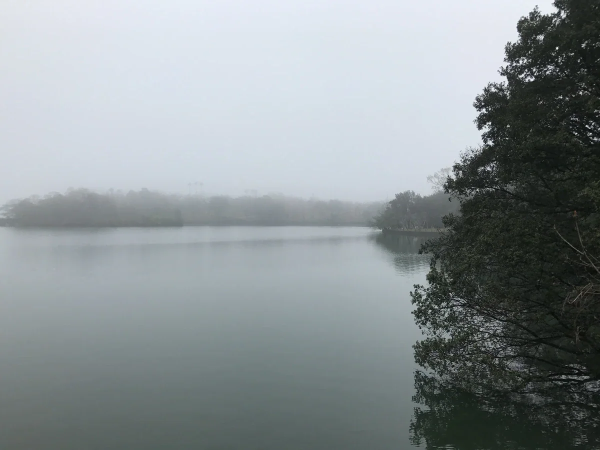 Still grey-green lake water beneath a misty sky, with dark leafy branches on the right and a faint wooded shore beyond.