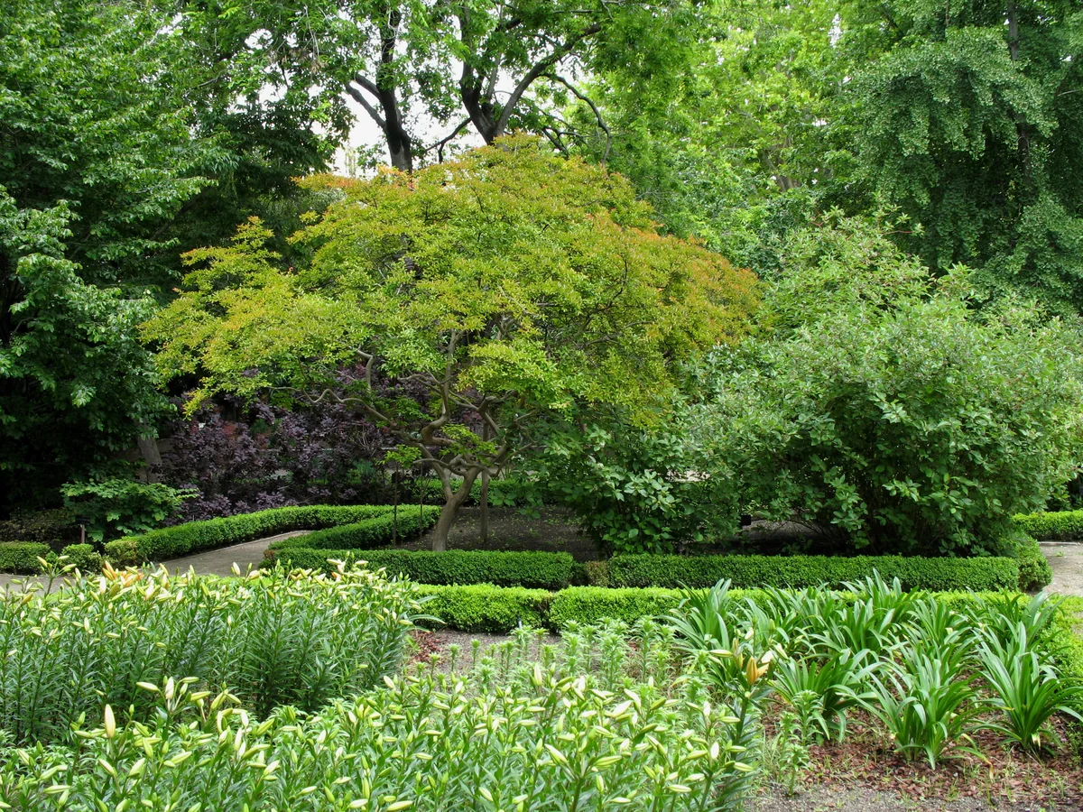 Layered green planting surrounds a spreading small tree, with clipped hedges, narrow paths and unopened flower buds in the foreground.