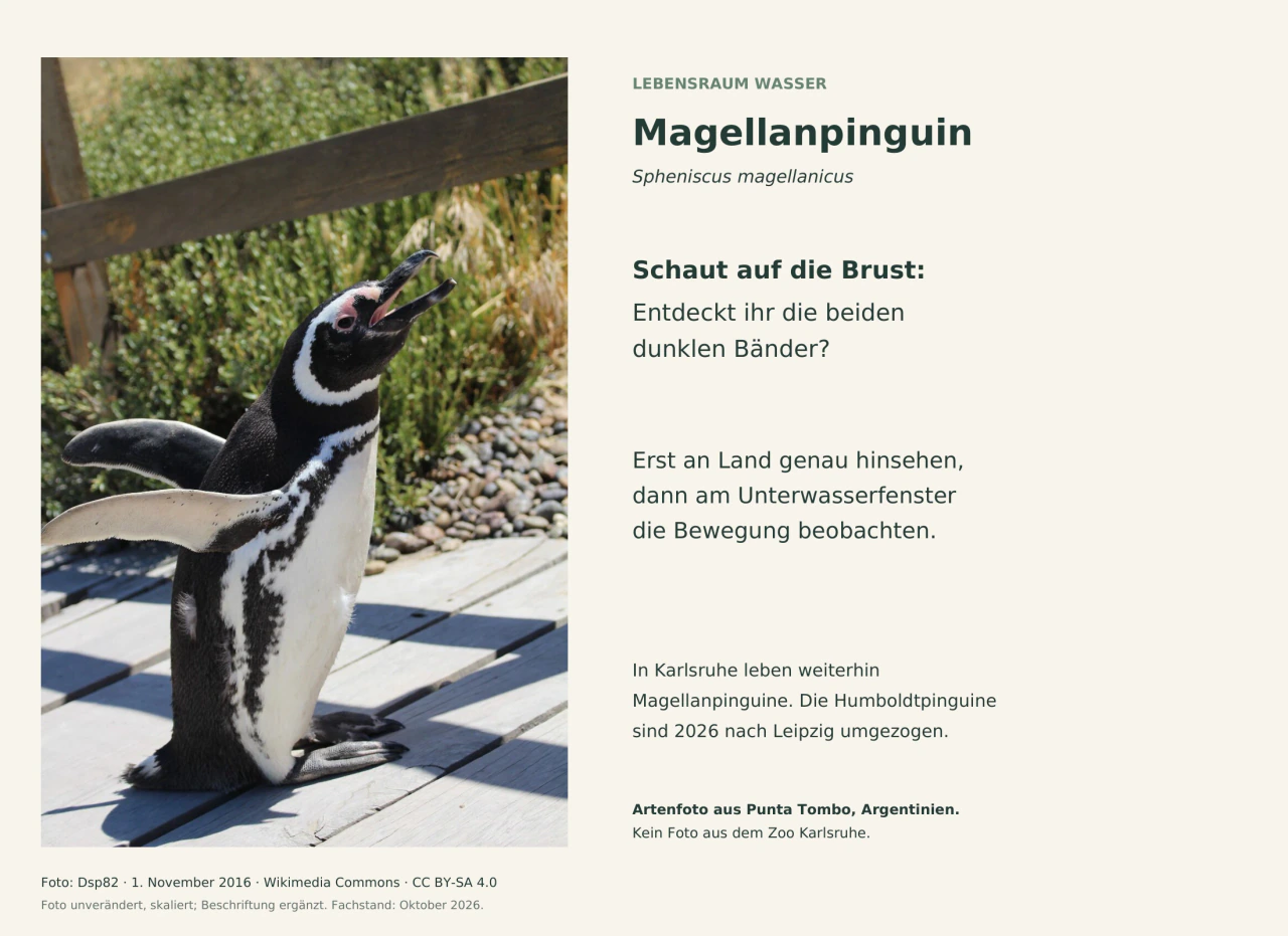 Ein Magellanpinguin auf einem Holzsteg in Punta Tombo, mit geöffnetem Schnabel und ausgestreckten Flügeln. Zwei dunkle Brustbänder sind sichtbar. Daneben eine deutsche Beobachtungsfrage und der Hinweis, dass das Foto nicht aus Karlsruhe stammt.