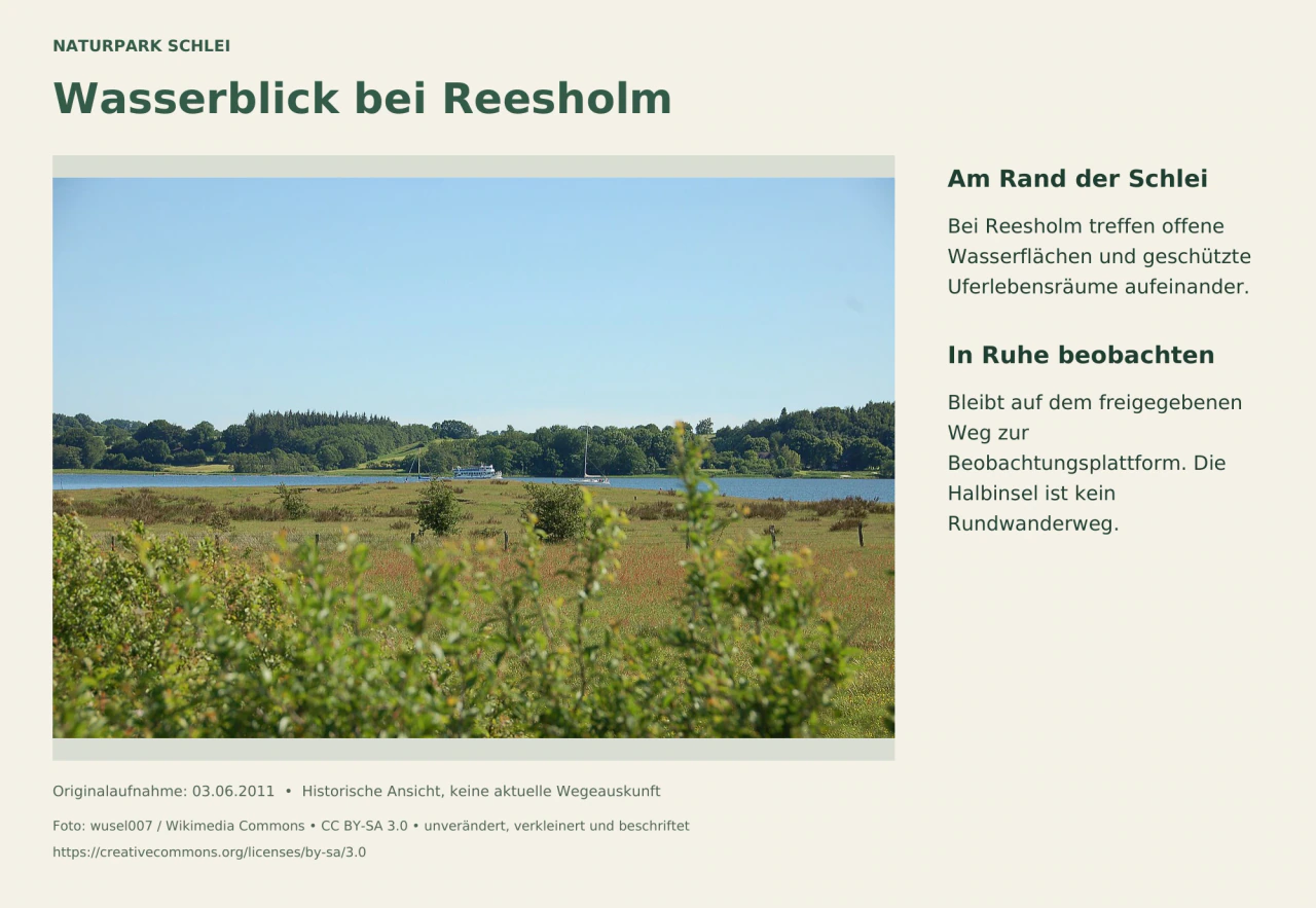 Blick von einem bewachsenen Ufer über das offene Wasser der Schlei bei Reesholm.