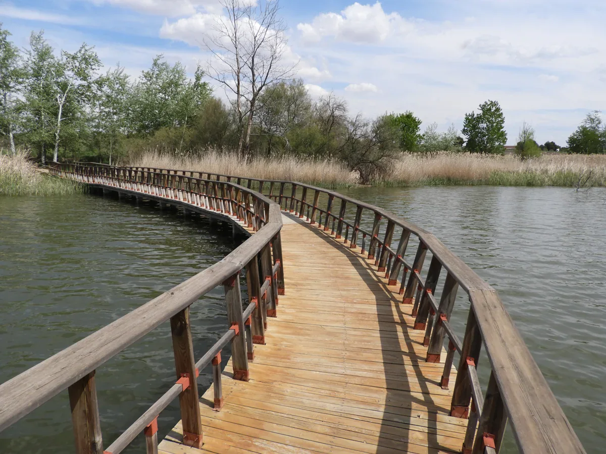 A curved wooden boardwalk with railings crosses open water towards reeds and trees.