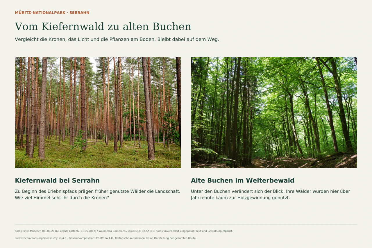 Zwei Fotografien nebeneinander zeigen Kiefernwald bei Serrahn und den Serrahner Buchenwald. Die Texte regen dazu an, Kronen, Licht und Bodenbewuchs vom Weg aus zu vergleichen.