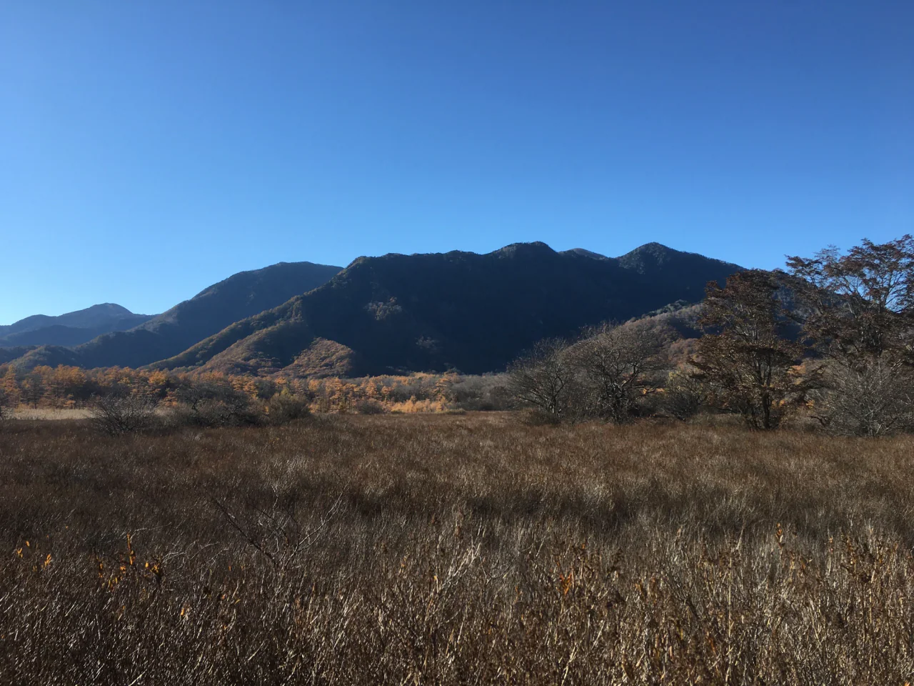Russet wetland vegetation and scattered bare trees stretch toward a wooded mountain ridge beneath a clear blue sky.