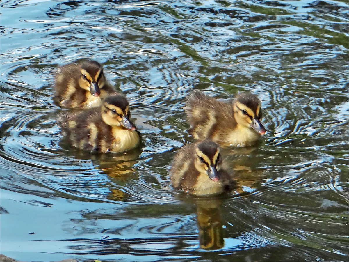 Four brown-and-yellow ducklings swimming on rippling water.