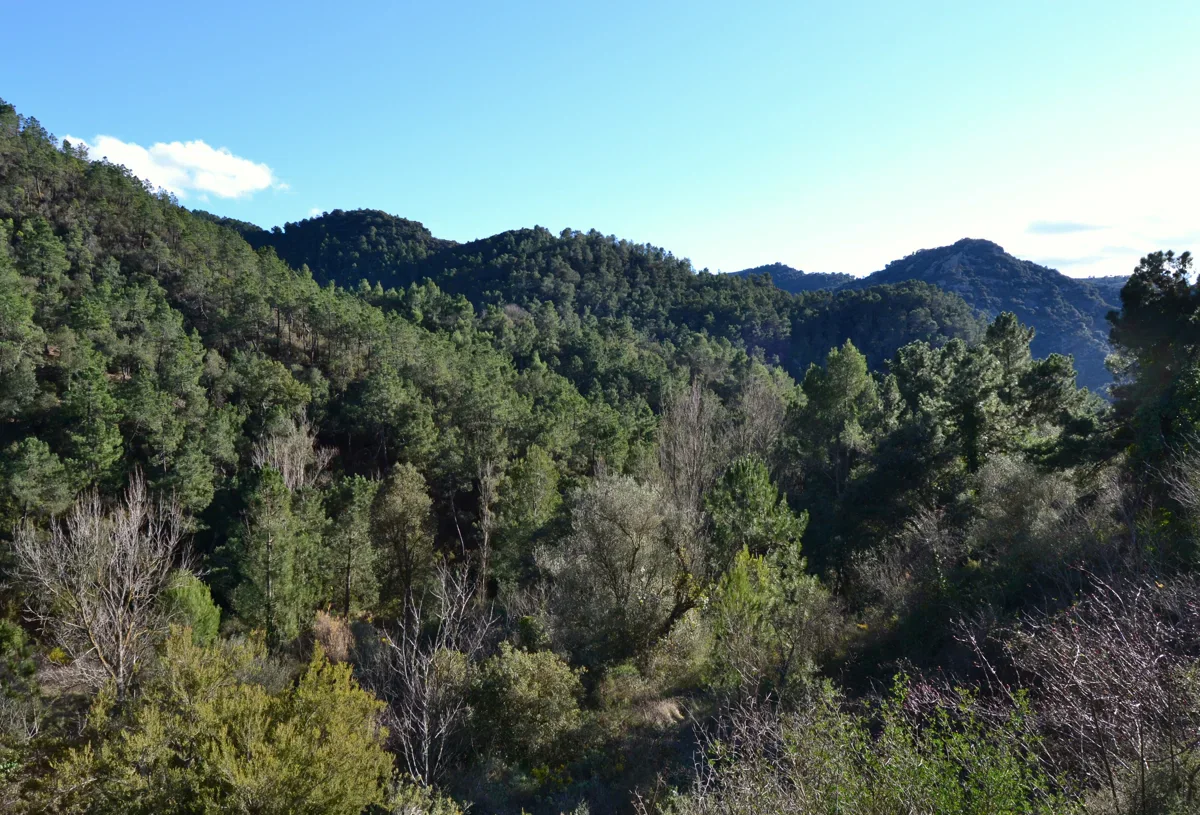 Dense woodland fills a valley and rounded mountain slopes, with bare branches in the foreground and a clear blue sky above.