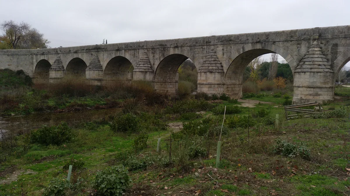 A long grey stone bridge crosses the river in a line of arches, with green riverbank vegetation and young protected saplings beneath it.
