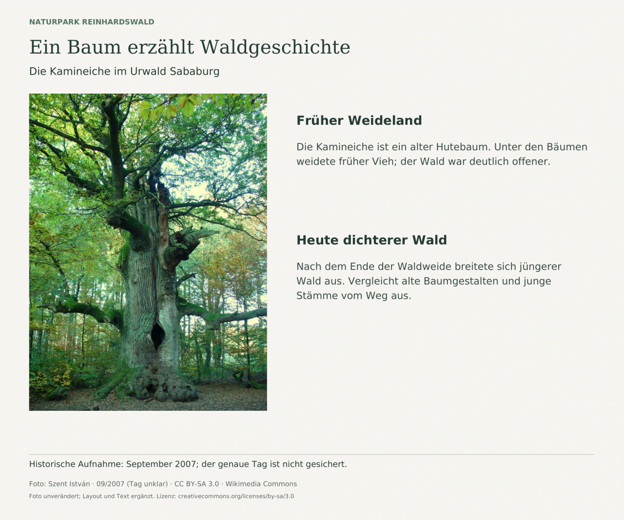 Die Kamineiche mit mächtigem, teilweise hohlem Stamm und ausladenden Ästen im grünen Wald; daneben zwei Texte zur früheren Waldweide und zur späteren Verdichtung des Waldes.