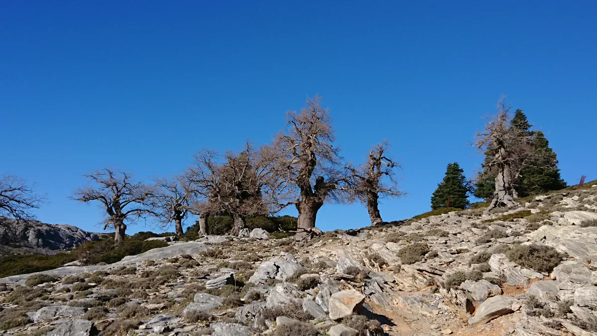 Gnarled leafless trees rise from a pale rocky slope beneath a deep blue sky.