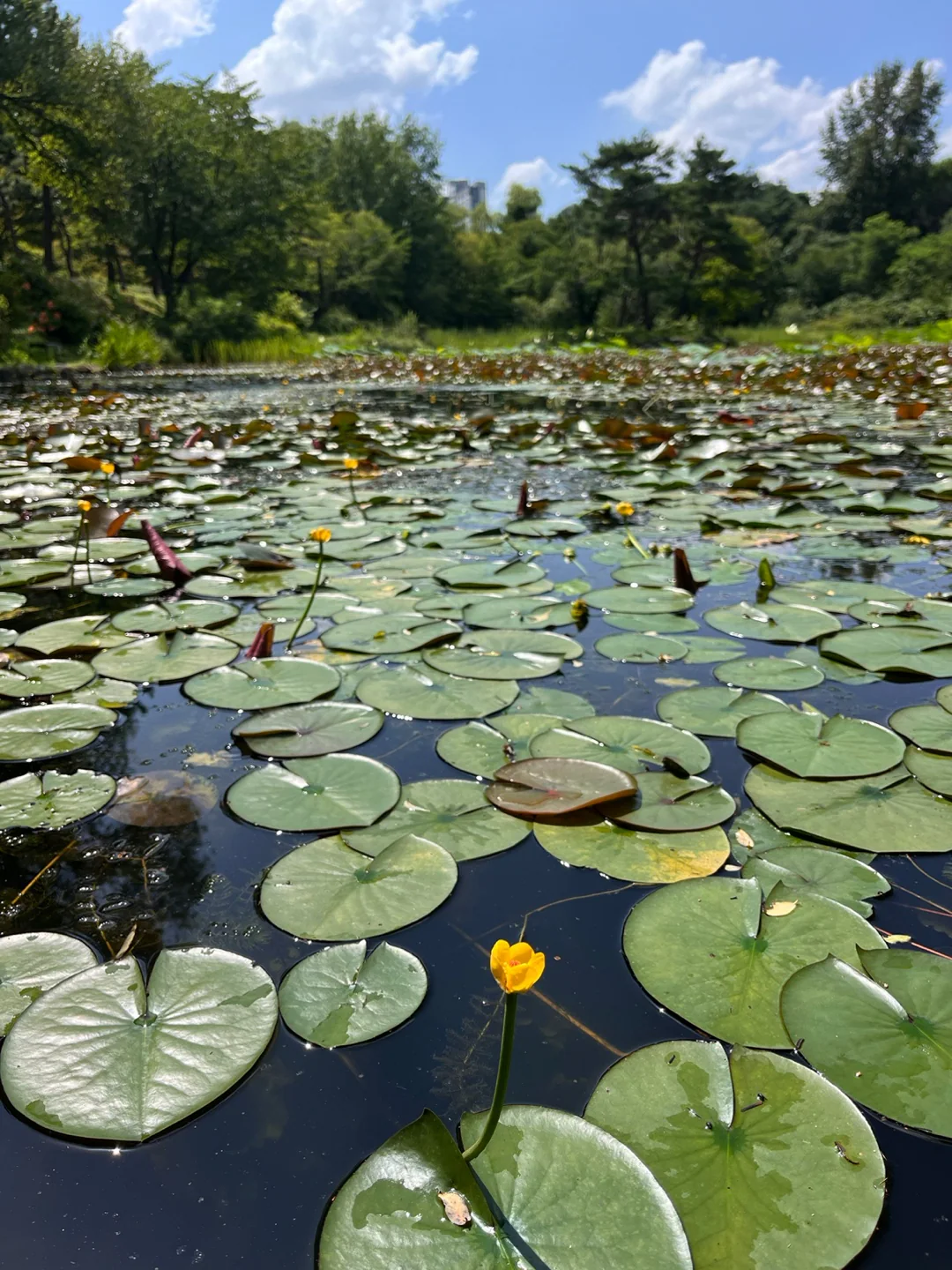 Round floating leaves and yellow flowers cover a pond, with a tree-lined bank and blue sky beyond.