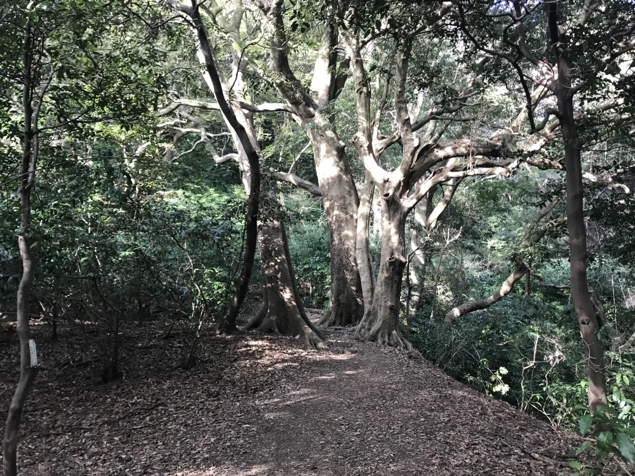 緑の枝葉が茂る木立の下で、落ち葉に覆われた土の道が、太く枝分かれした大木のそばを通っている。