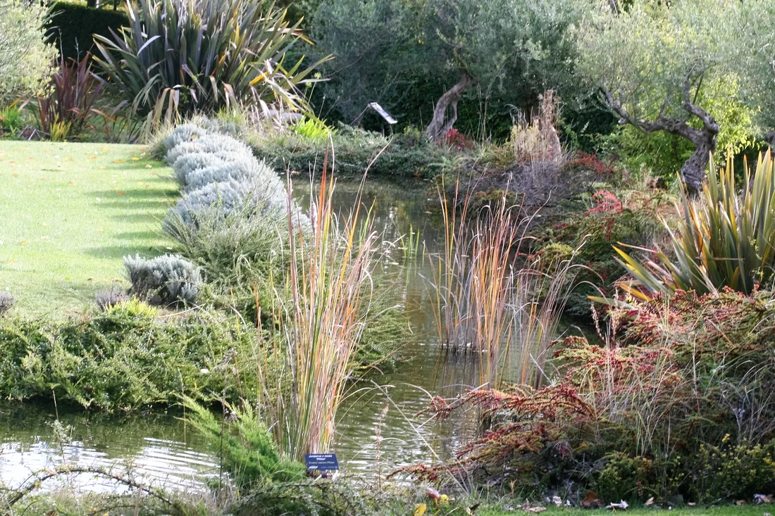 A narrow garden pond winds between lawns, reeds and mixed planted borders, with trees and small plant-identification plaques around the water.