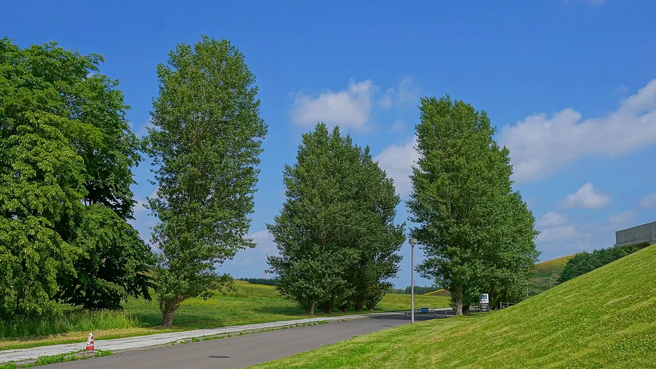 Tall leafy trees line a paved avenue between mown green slopes under a blue sky.