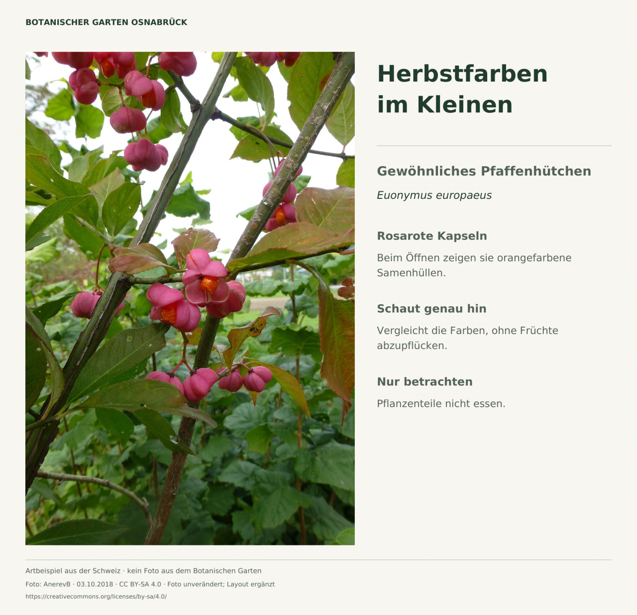 Artbeispiel des Gewöhnlichen Pfaffenhütchens mit rosaroten Fruchtkapseln, orangefarbenen Samenhüllen und grünen Blättern; daneben kurze Hinweise zum Betrachten.