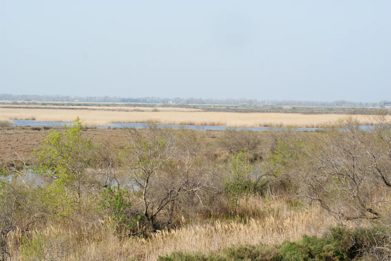 Pale reedbeds, low shrubs and narrow blue strips of water cross a flat landscape beneath a hazy sky.