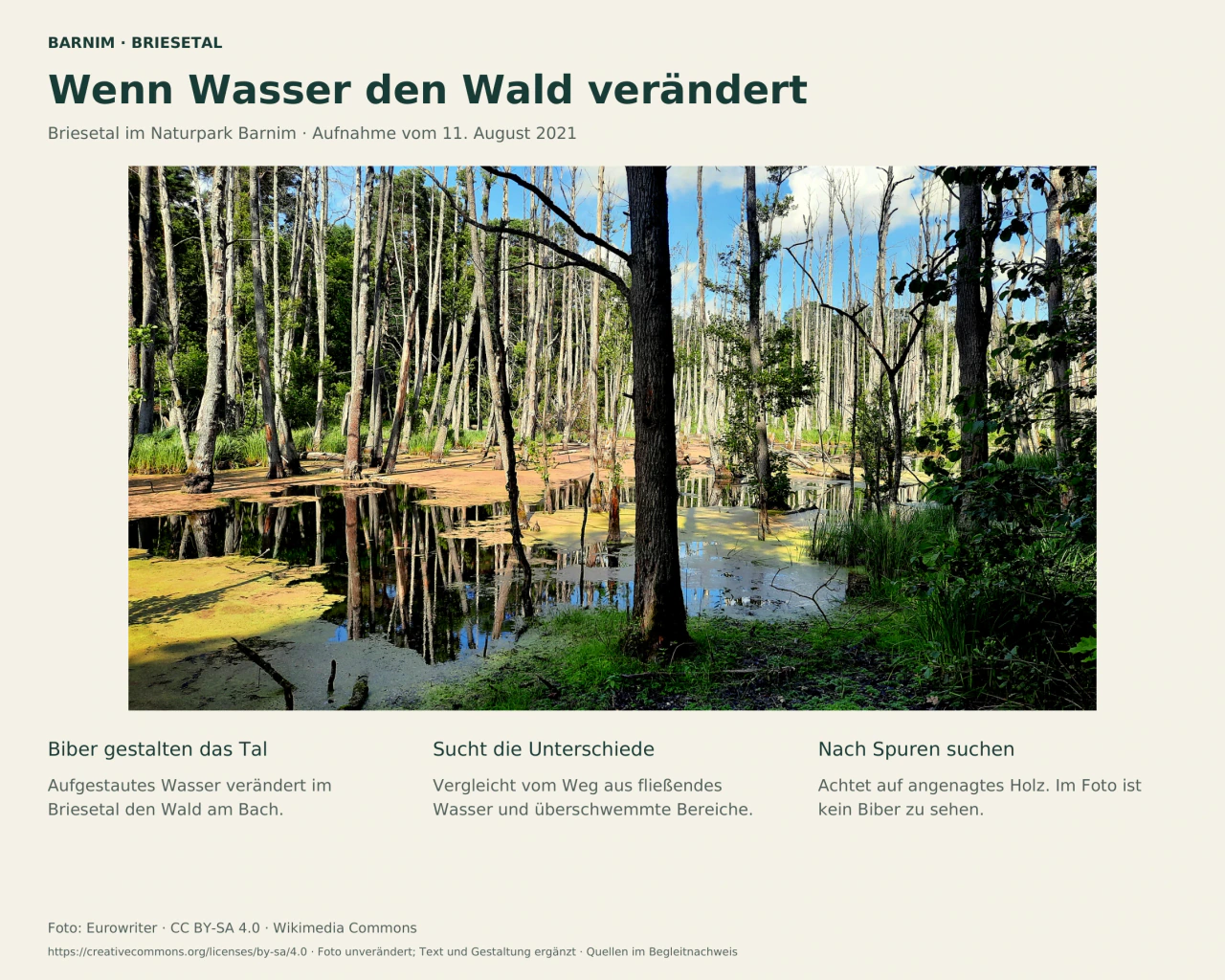 Bäume stehen im Wasser des Briesetals und spiegeln sich darin. Drei Textfelder erklären die Landschaftswirkung der Biber und regen zum Vergleichen vom Weg aus an.