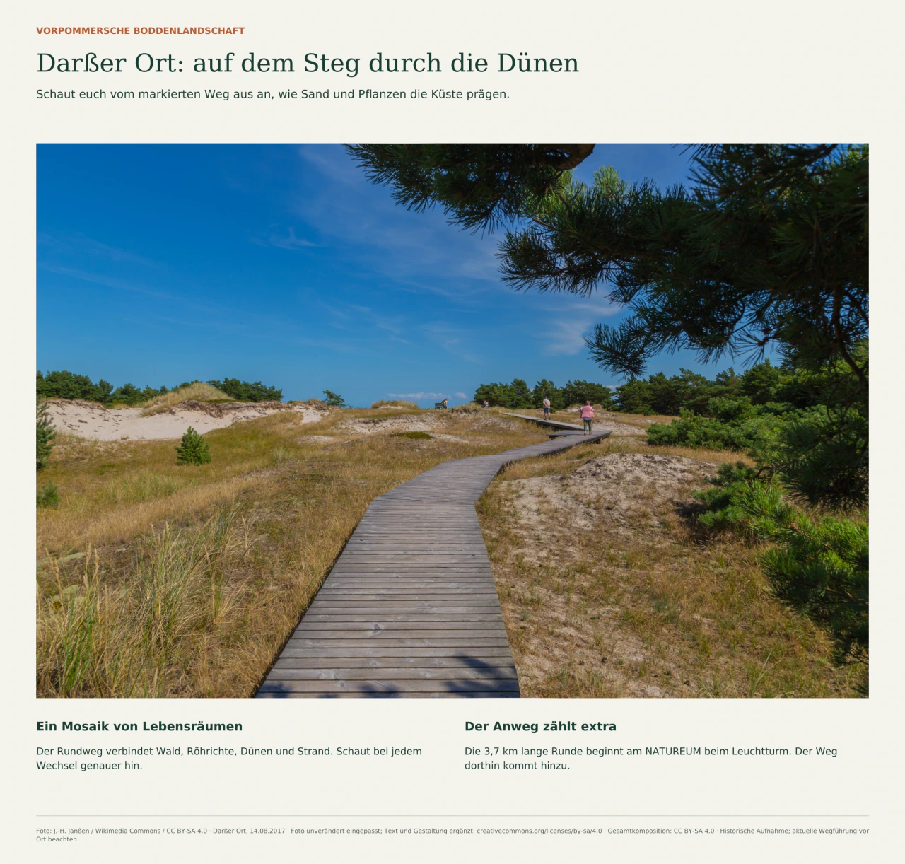 Ein Holzsteg führt durch bewachsene Dünen am Darßer Ort. Begleittext beschreibt das Mosaik der Küstenlebensräume und erklärt, dass der Anweg nicht zur 3,7-km-Runde gehört.
