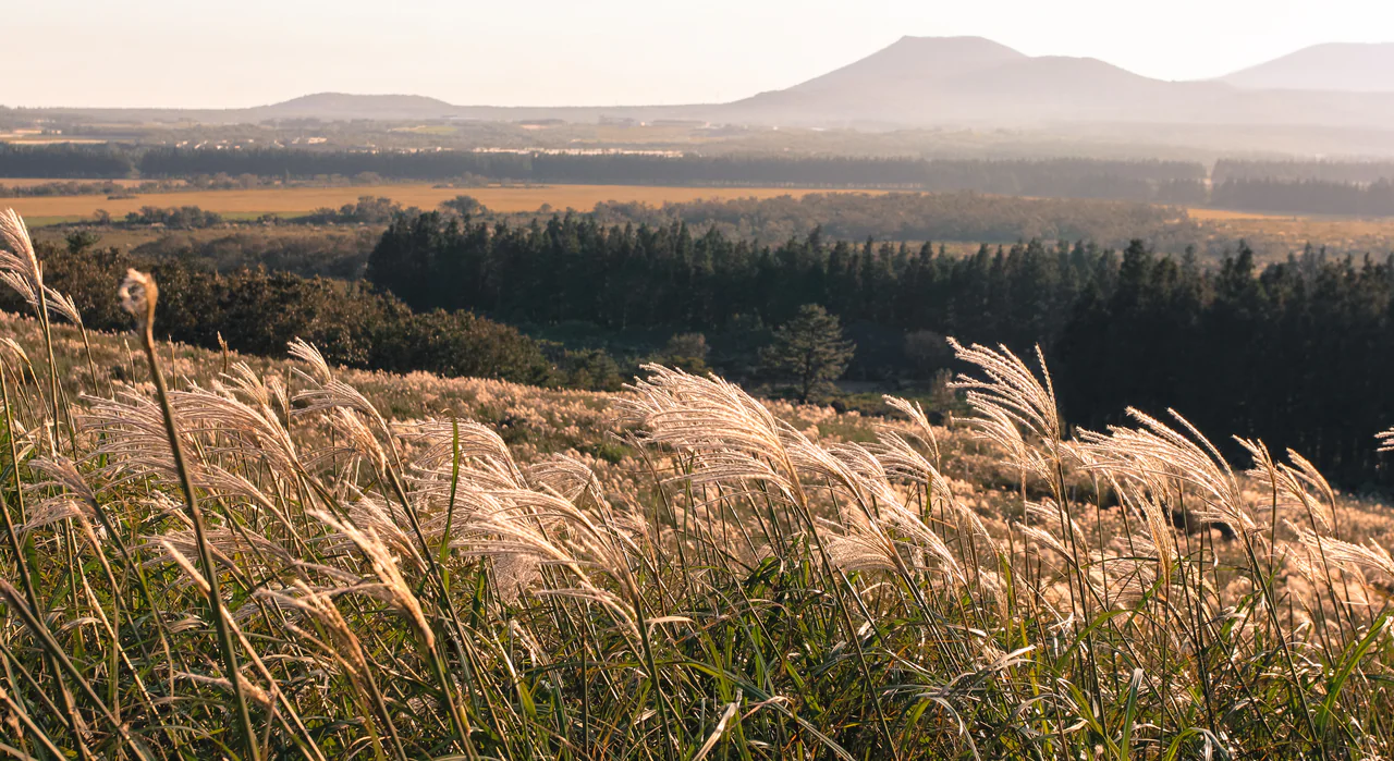Sunlit silver-grass plumes fill the foreground, with fields, dark woodland and hazy hills beyond.