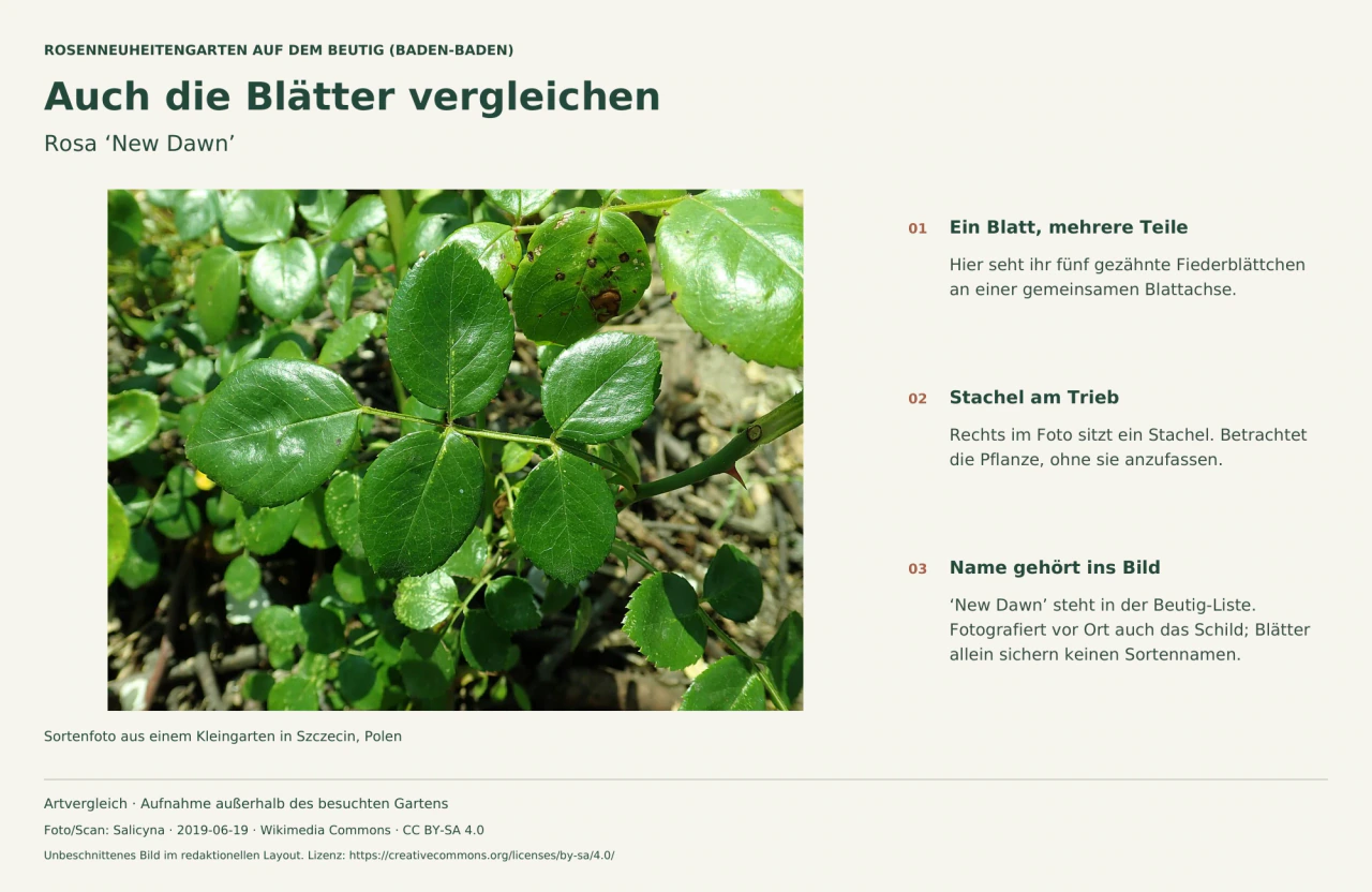 Blatt der Gartenrose ‘New Dawn’ mit fünf gezähnten Fiederblättchen und einem sichtbaren Stachel am Trieb, daneben Beobachtungstipps.