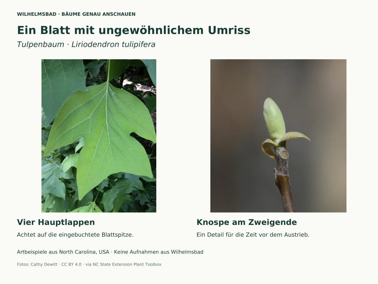 Zwei Fotos des Tulpenbaums: links ein großes grünes Blatt mit vier Hauptlappen und eingebuchteter Spitze; rechts eine grüne längliche Endknospe mit sich öffnenden Hüllen an einem braunen Zweig.