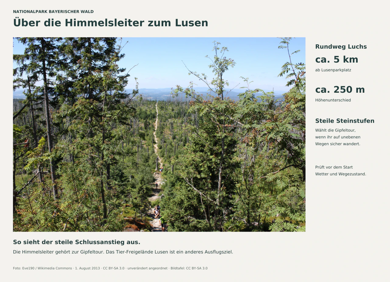Blick von der Himmelsleiter am Lusen bergab: Wandernde steigen auf steinigen Stufen zwischen Bäumen hinauf. Daneben stehen Angaben zum Rundweg Luchs: etwa 5 km ab Lusenparkplatz und etwa 250 m Höhenunterschied.