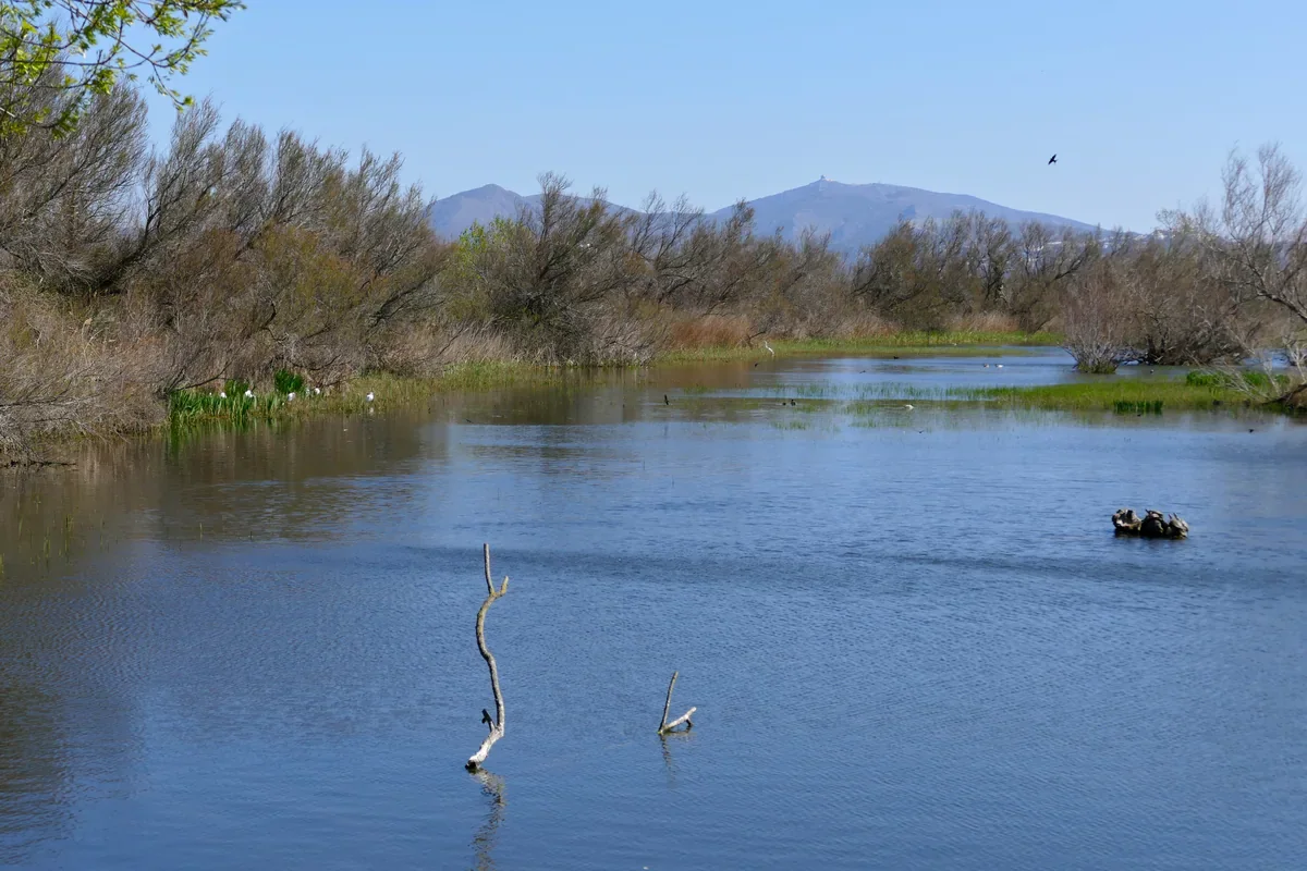 Una lámina de agua del humedal está bordeada de carrizos, árboles bajos y zonas de hierba; al fondo se distinguen aves lejanas y una sierra baja en el horizonte.