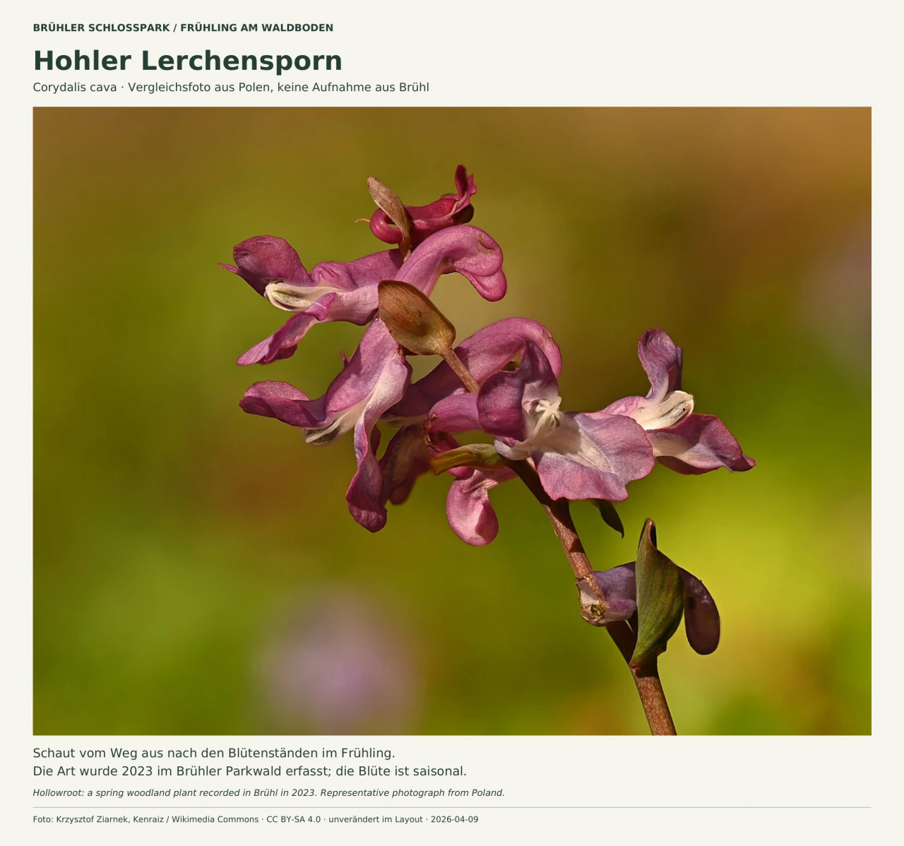 Nahaufnahme eines Hohlen Lerchensporns: Mehrere violettrosa, röhrenförmige Blüten mit gebogenen Spornen stehen an einem rötlichen Stängel vor einem unscharfen grünbraunen Hintergrund. Kleine ungeteilte Tragblätter sitzen zwischen den Blüten. Die Beschriftung kennzeichnet das Foto als Vergleichsaufnahme aus Polen.