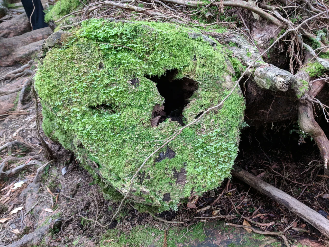 A hollow cut log covered with green moss and tiny leafy plants, surrounded by roots and twigs on the forest floor.