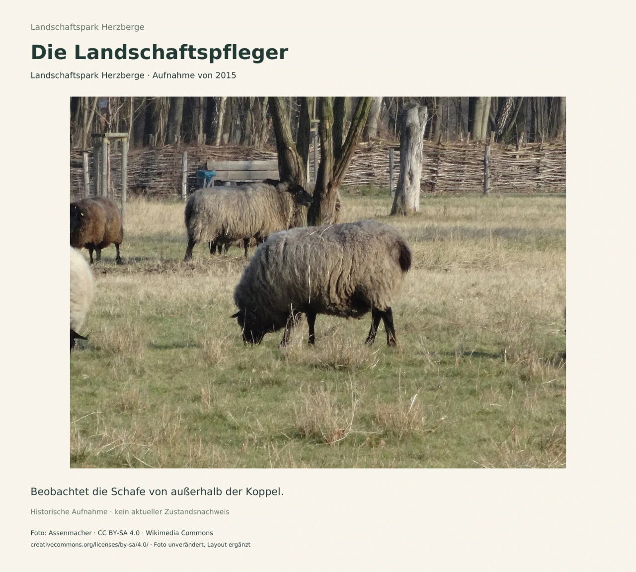 Schafe mit dunklen Köpfen und graubrauner Wolle auf einer Wiese im Landschaftspark Herzberge.