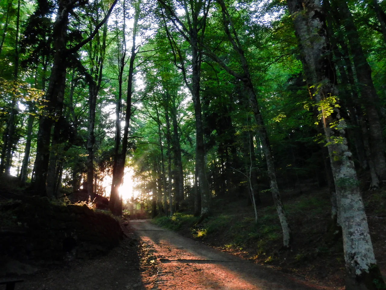 Low sunlight reaches a winding woodland path beneath tall leafy trees; no sanctuary building is visible.