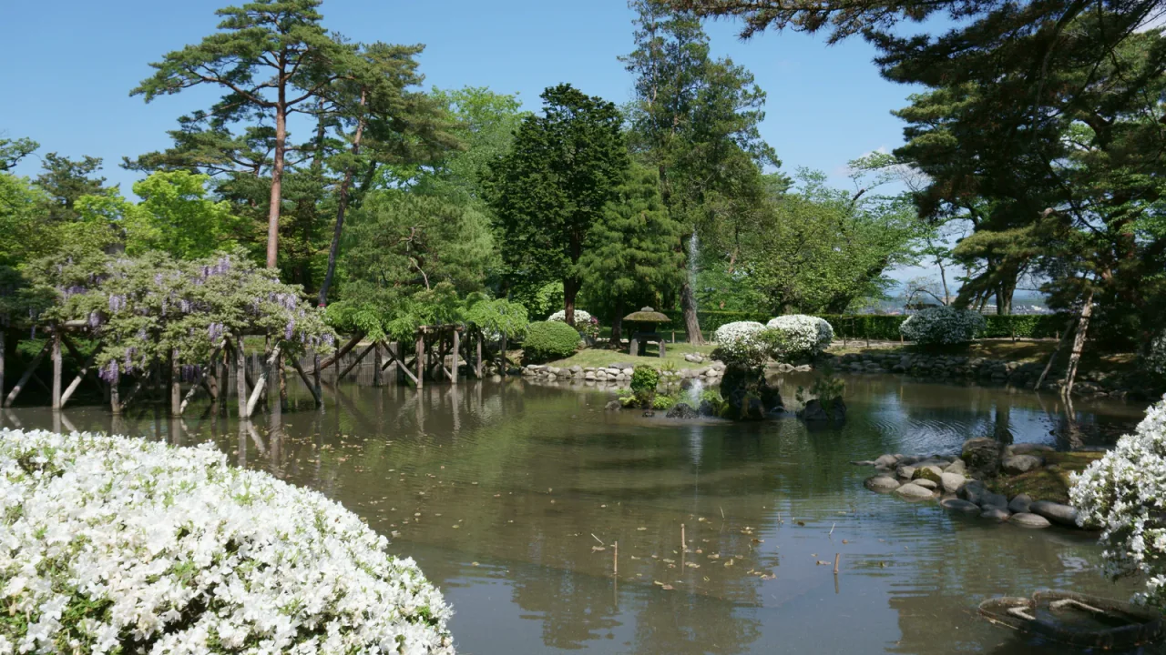 White flowering shrubs edge a pond with rocks and a fountain, surrounded by trees and a purple-flowering trellis.