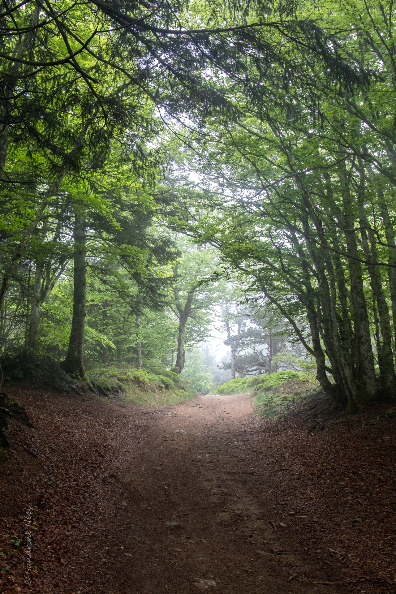 A broad dirt path runs beneath green branches towards pale mist, with leaf litter along its edges and the photographer’s signature visible at lower left.