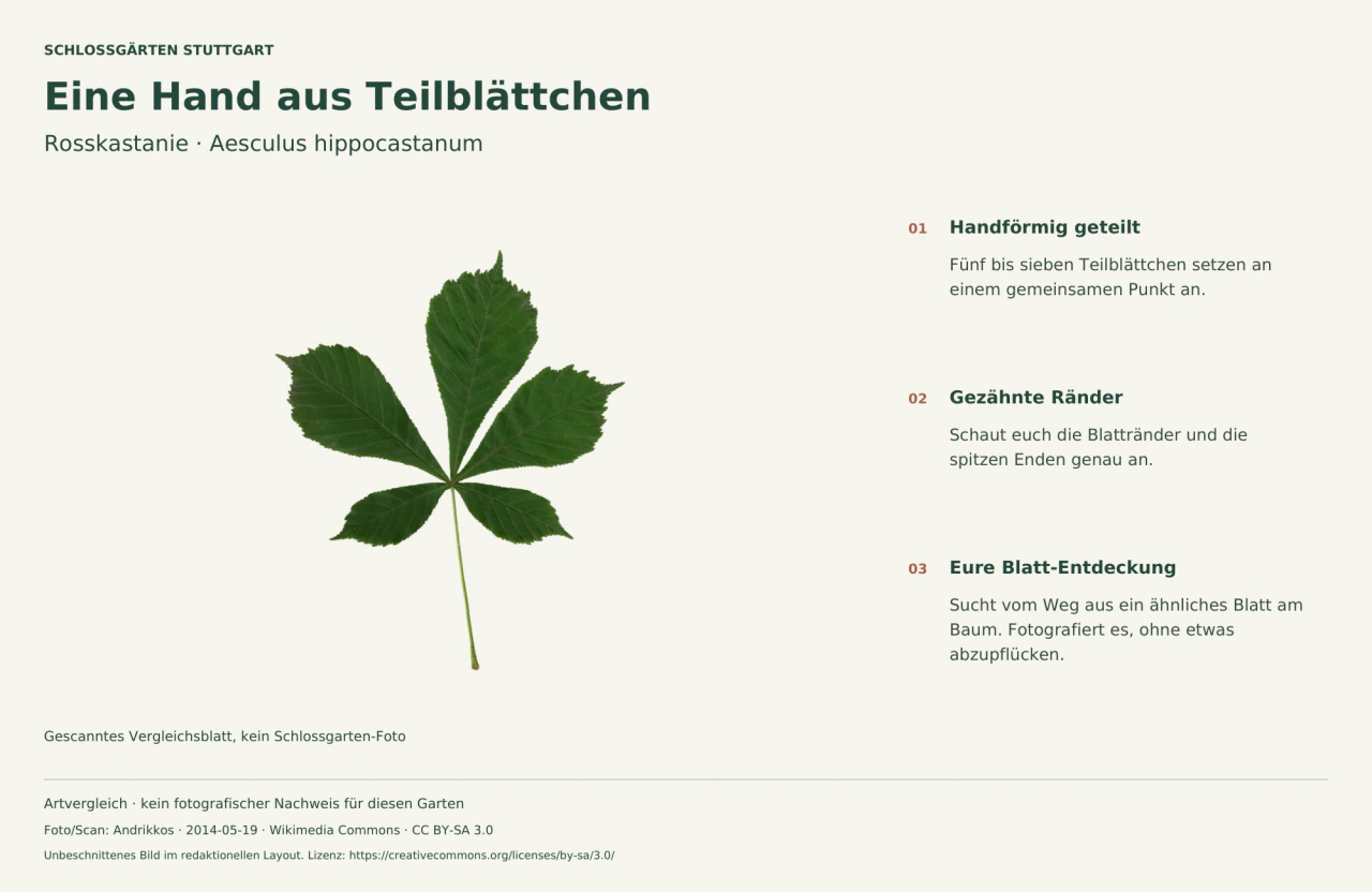 Gescanntes handförmig zusammengesetztes Rosskastanienblatt mit gezähnten Teilblättchen und Hinweisen zur Blattform-Aufgabe.