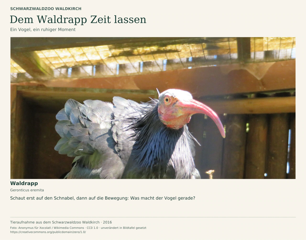 Waldrapp mit langem, gebogenem rötlichem Schnabel und dunklem Gefieder im Schwarzwaldzoo Waldkirch. Deutsche Beschriftung lädt dazu ein, Schnabel und Bewegung ruhig zu beobachten. Die Aufnahme stammt von 2016.