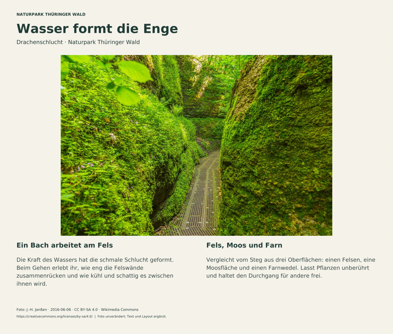 Enge, begrünte Felswände der Drachenschlucht mit dem Besucherweg; Text zur Wirkung des Wassers und zum Vergleichen von Fels, Moos und Farn.