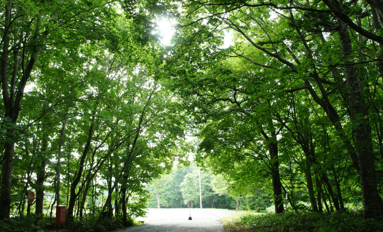 Sunlight filters through a dense green canopy above a broad approach leading toward a brighter clearing, with a small sign and barrier visible ahead.