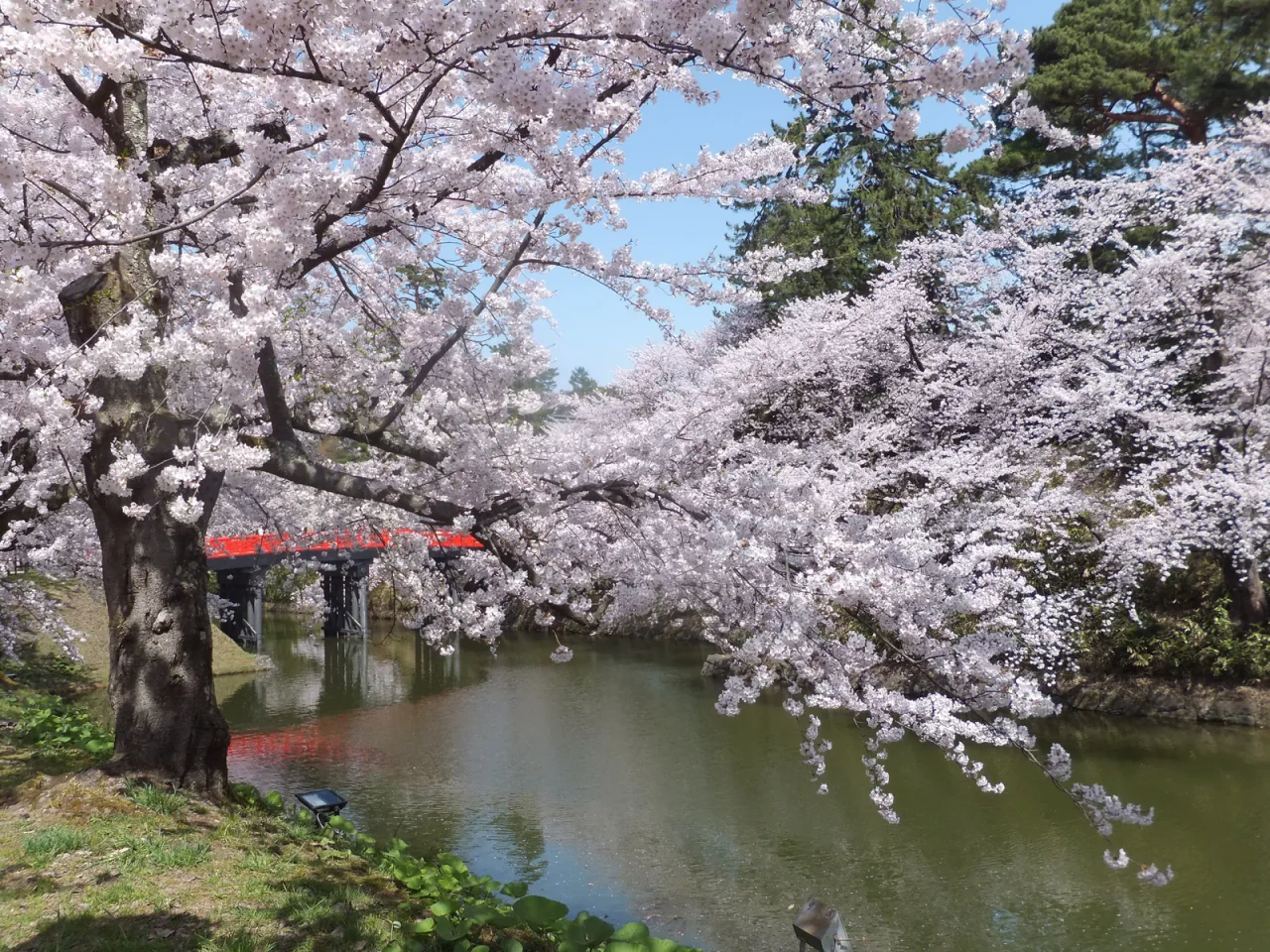 Pale cherry blossoms arch over green moat water, with part of a red bridge visible behind the branches.