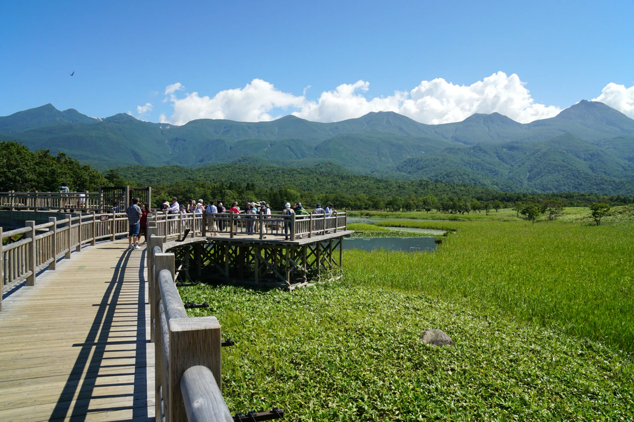 A raised wooden boardwalk and viewing deck stand above green wetland vegetation, with visitors on the deck and the Shiretoko mountains behind.