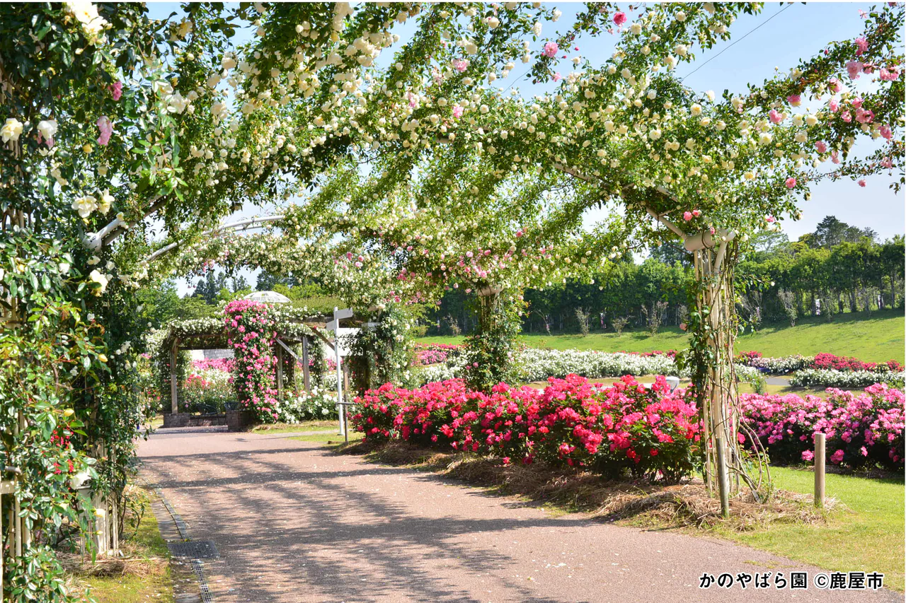 A paved path passes beneath supports covered with pale climbing roses, beside pink and red rose beds.