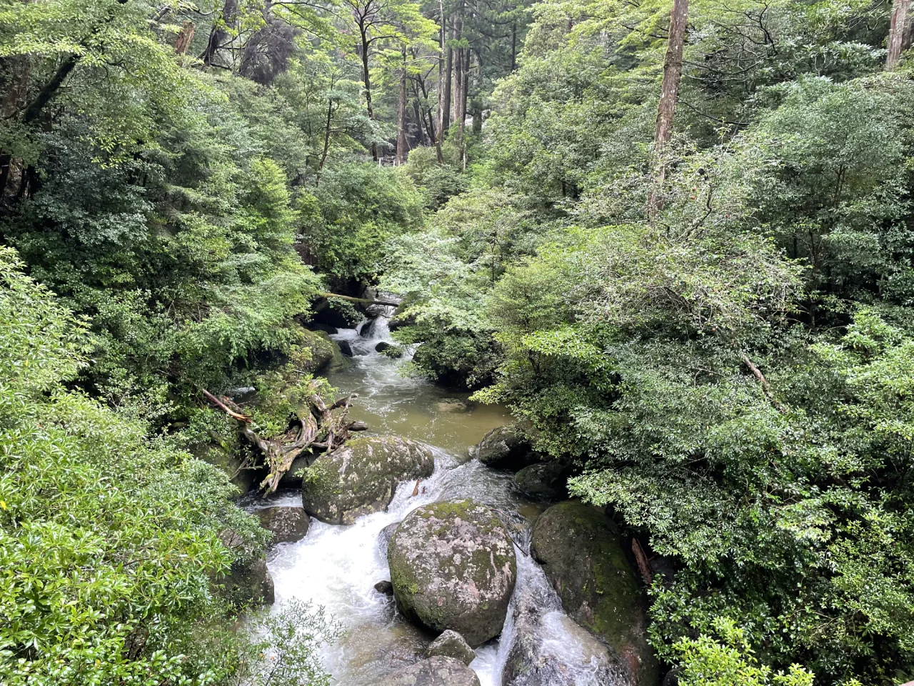 Dense green forest surrounds a stream flowing between large rounded boulders.