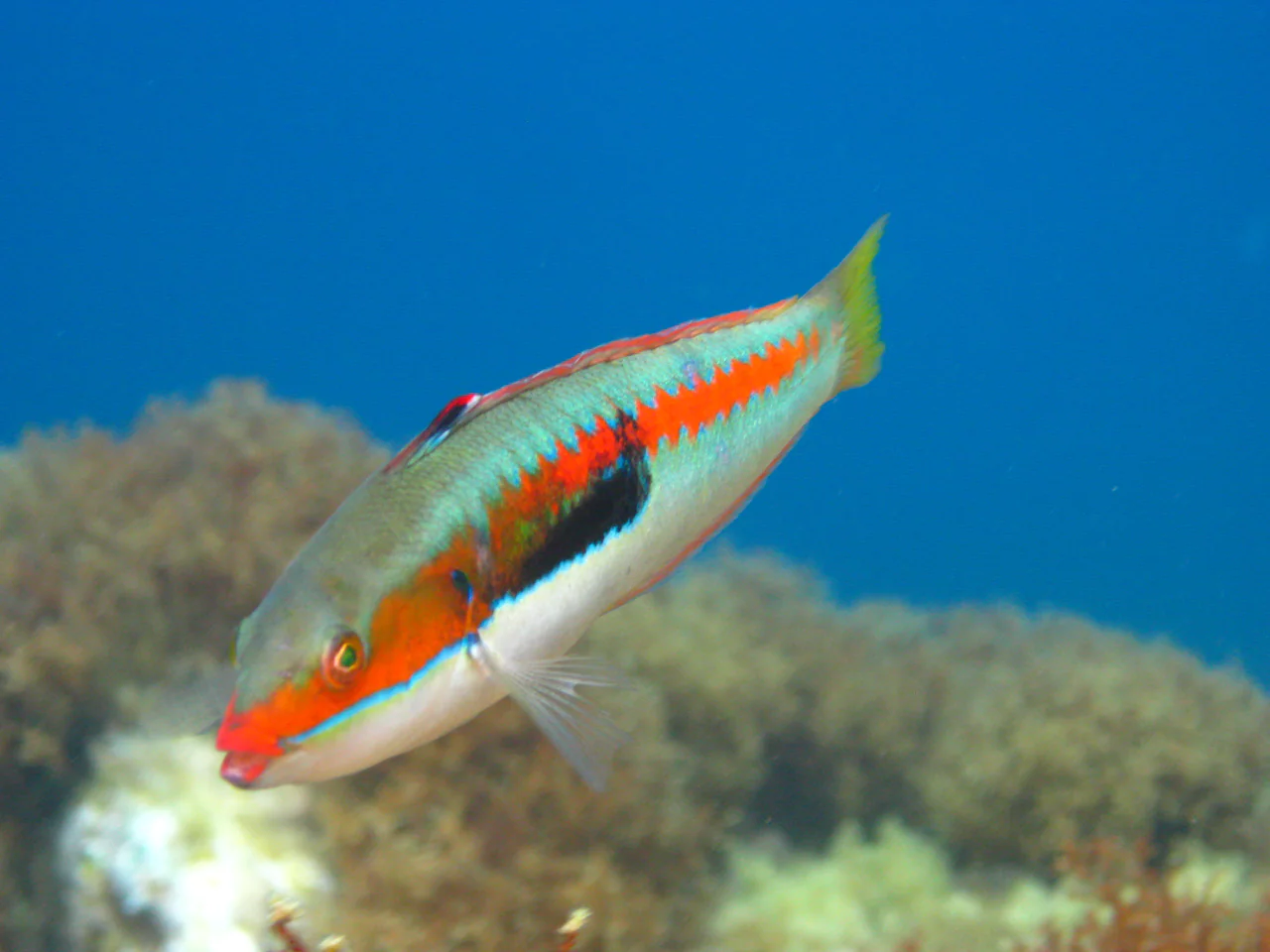 A turquoise-green fish with an orange-red side stripe and a broad black patch swims above a blurred rocky seabed in blue water.