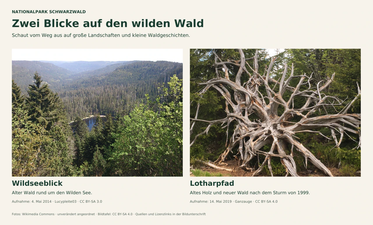 Links ein Blick vom Seekopf auf den Wilden See in einem bewaldeten Talkessel. Rechts ein großer freiliegender Wurzelteller am Lotharpfad vor grünen Bäumen.