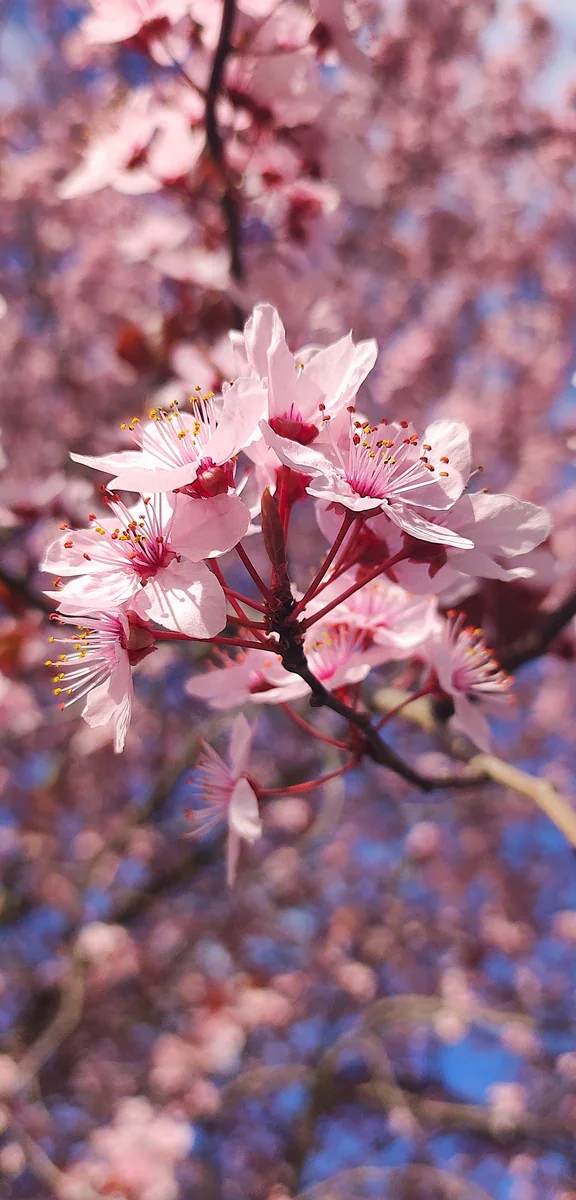 園外で撮影された参考写真。暗い色の枝に淡い桃色の花が集まり、細い雄しべの先が黄色く見える。背景の花は柔らかくぼけている。