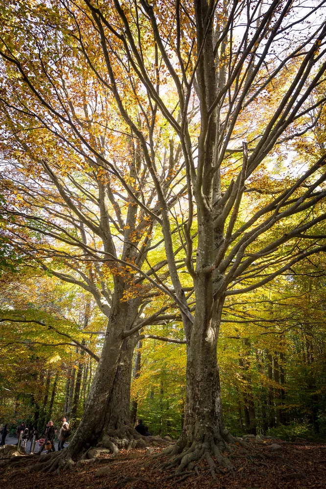 Large branching trees with exposed roots rise into a canopy of yellow and green leaves, with a few visitors beside the woodland path below.