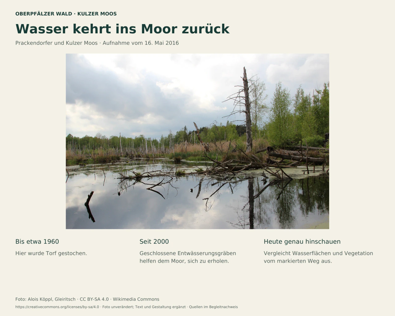 Moorlandschaft mit offenem Wasser, stehenden und liegenden abgestorbenen Stämmen und grünem Gehölz am Rand. Darunter drei Hinweise zu Torfabbau, Wiedervernässung und Beobachtung vom Weg.