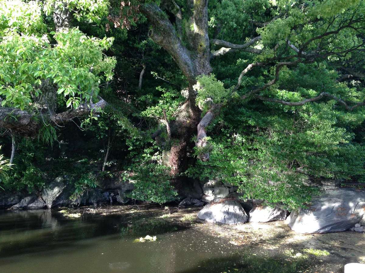 A broad, branching tree and dense green foliage shade a small pond edged by pale rocks.